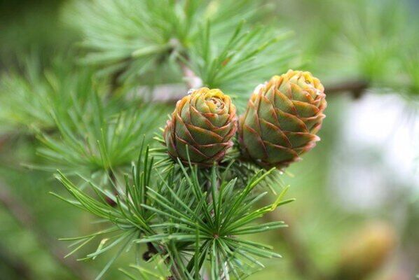 pine cones alang sa mga parasito