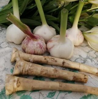 Horseradish ug ahos batok sa Lamblia