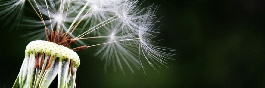 dandelion batok sa mga ulod
