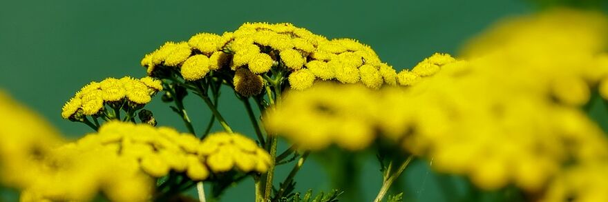 tansy batok sa mga ulod
