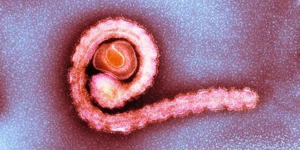 Dwarf tapeworm sa lawas sa tawo