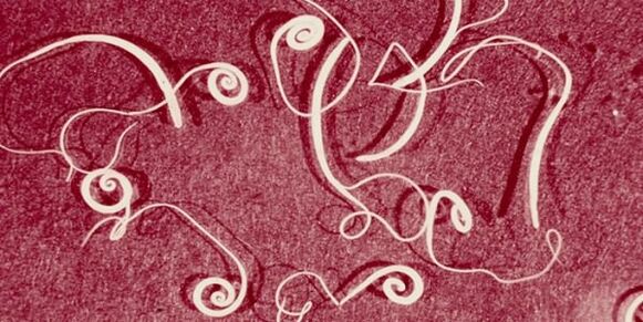 Litrato sa mga Paraiso sa Tawo